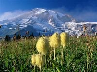 pic for  Wildflowers Washington